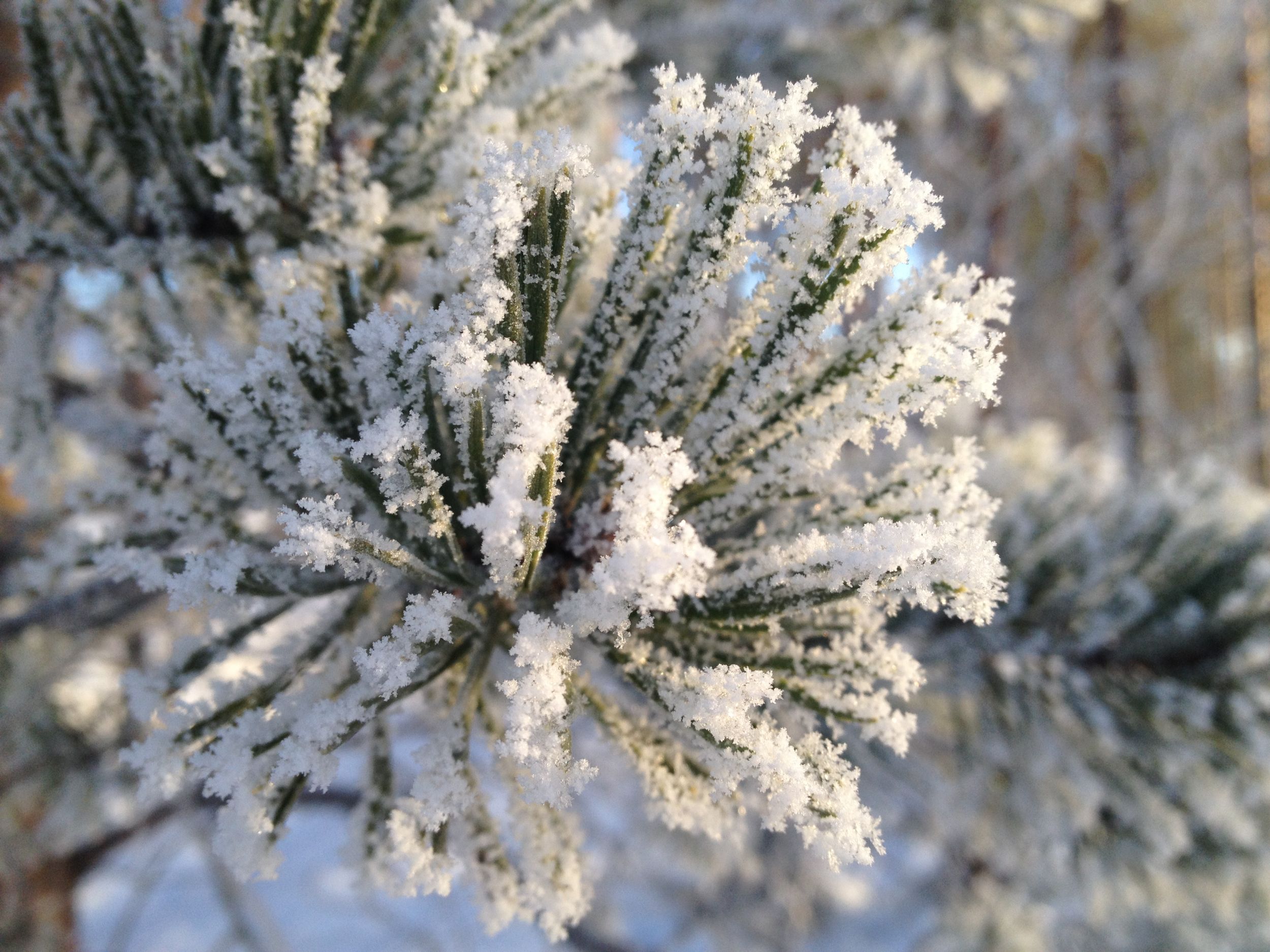 Winter week at Metsäkartano