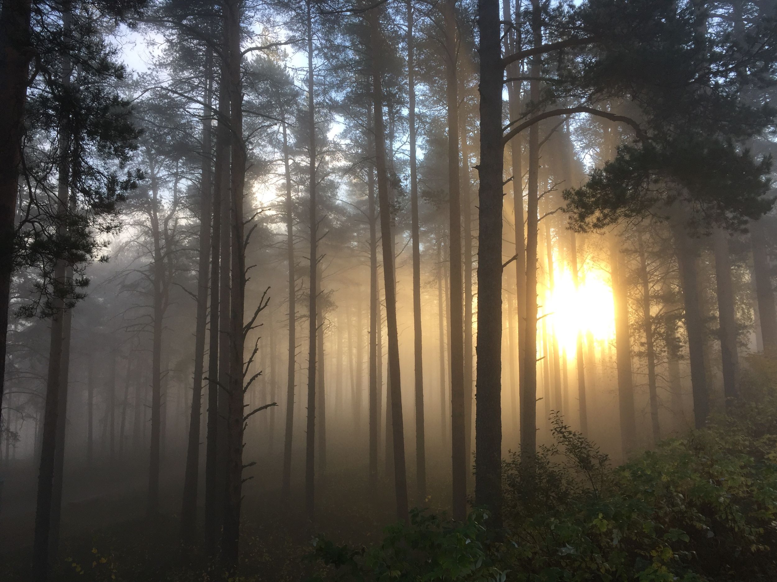 Metsäkartano Nuotta metsä